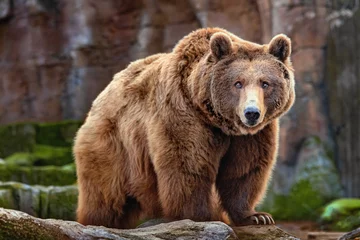 Foto op Plexiglas Picture of a big brown bear © perpis