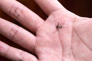 Obraz premium Macro photography of mosquito hit the slap dead on palm.