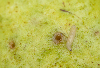 A worm pierces a guava fruit. White worm peeks out of rotten guava.