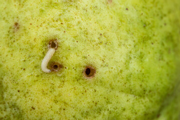 A worm pierces a guava fruit. White worm peeks out of rotten guava.