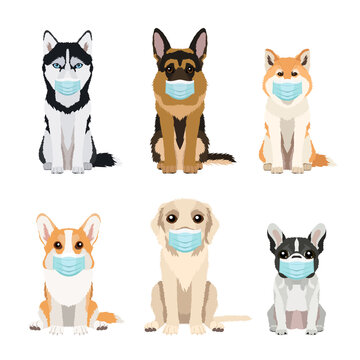 Set of dogs wearing face masks: corgi, husky, labrador, german shepherd, akita inu and french bulldog. Vector collection with isolated dog breeds  for your design