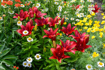 Photo flowerbeds with purple lilies and daisies