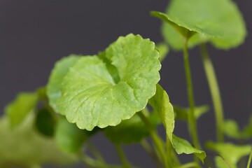 Leaf of an Indian pennywort, Hydrocotyle asiatica