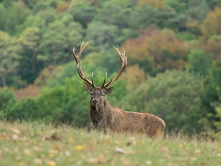 Naklejka premium red deer stag profile in autumnal forest background
