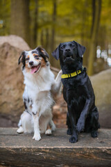 Australian Shepherd und Labrador sind beste Freunde