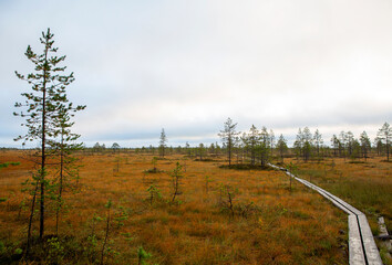 Obraz premium Hiking path during autumn. Colorful swamp area with old duckboards.