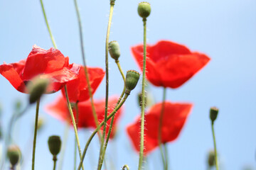 Blooming poppy field. Red poppy flower close up