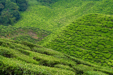 Tea plantations Cameron Valley. Green hills in the highlands of Malaysia. Tea production. Green bushes of young tea.