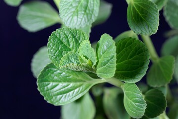 Leaves of a scaredy cat plant, Coleus caninus