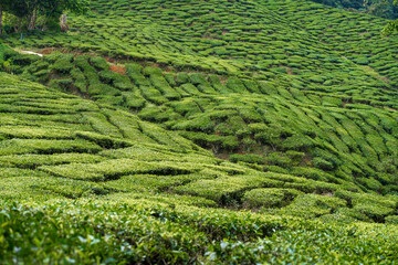 Tea plantations Cameron Valley. Green hills in the highlands of Malaysia. Tea production. Green bushes of young tea.