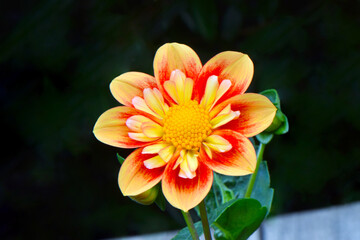 Yellow Pooh Dahlia 01