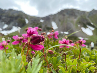 Pink flowers Kamchatka rhododendron on the background of snow mountains closeup