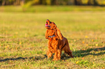 English cocker spaniel