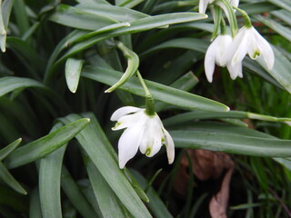 Obraz premium snowdrops