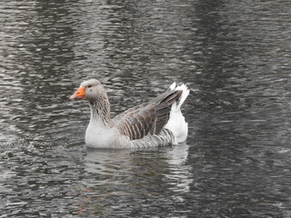 goose