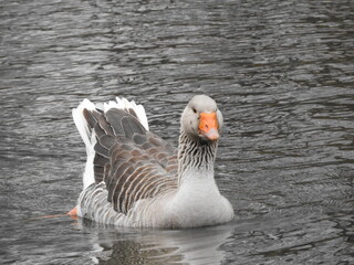 Fototapeta premium goose grazing