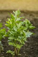 Lovage - Levisticum officinale, is a tall perennial plant