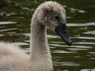 Portrait of young mute swan (Cygnus olor) - cygnet with wet feathers, Gdansk, Poland