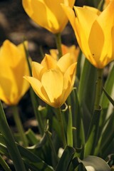Sunbeams falling on a blooming yellow tulip - a game of shadows