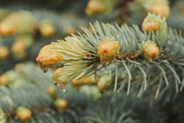 Bud Blue spruce - Picea pungens