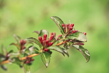 Buds Weigela florida "Bristol Ruby"