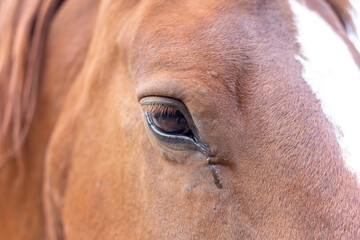 Horse eye macro shot