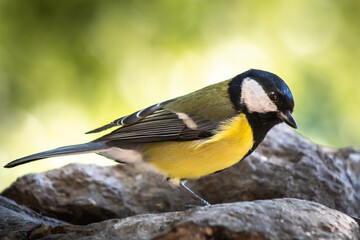 Obraz na płótnie Canvas The great tit (Parus major) is a species of passerine bird. It measures about 14 cm, and has a black band (wider in males) along its yellow chest. The neck and head are black, with white cheeks.