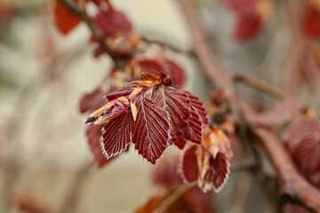 Fagus sylvatica "Purple Fountain" - red young leaves of a tree