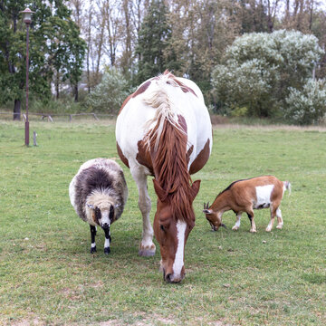 White and brown horse, sheep and goat in the pasture