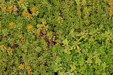 Sedum or stonecrops on green roof.