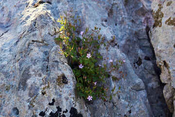 blooming bush of Roberts geranium grows in the crevice of the rock