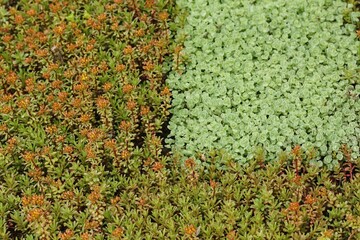Sedum or stonecrops on green roof.