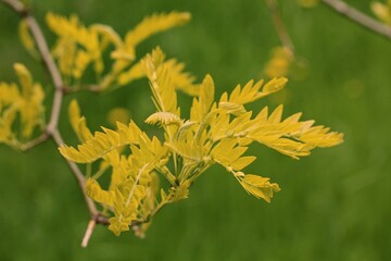 Honey locust - Gleditsia triacanthos 'Sunburst'