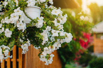 Baskets of hanging petunia flowers on balcony. Petunia flower in ornamental plant.