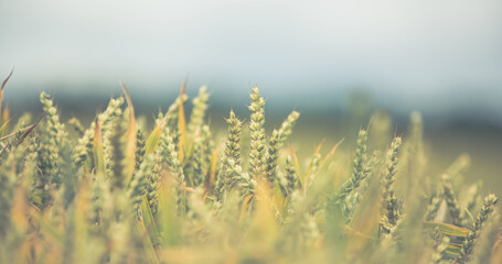 Fototapeta premium Ripening ears of barley in the field