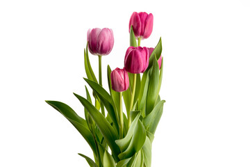 Pink tulips in a bunch isolated on white
