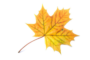 Naklejka na ściany i meble autumn maple leaf, isolated on white