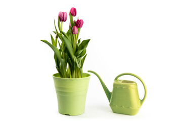 Pink tulips in a green pot with a small green plastic watering can isolated on white