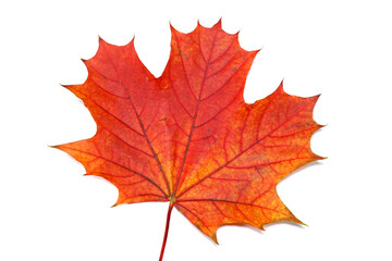 Red autumn maple leaf, isolated on white background