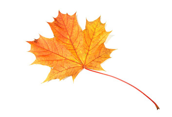 Naklejka na ściany i meble Autumn maple leaf, isolated on white