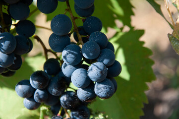 A bunch of blue grapes in the garden. Harvesting