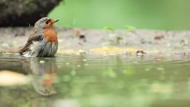 European Robin bird (Erithacus rubecula) bathing in a forest pond.