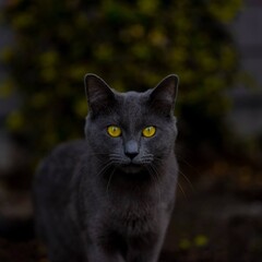 black cat on the grass