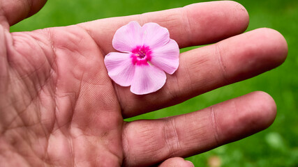 torn flower in hand close-up. color nature