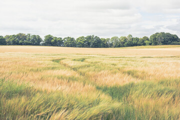 Beautiful field smothered with strong winds