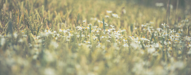 Fresh meadow with beautiful daisies