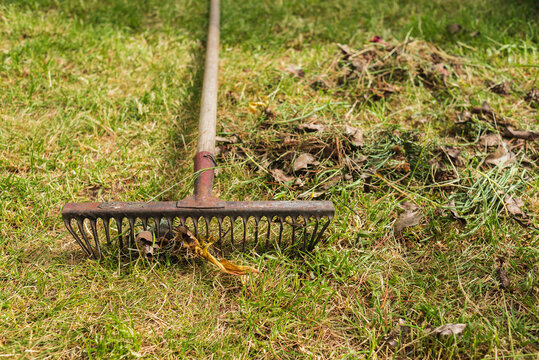rake for cleaning foliage on green grass/leaf harvesting season with rakes against grass background