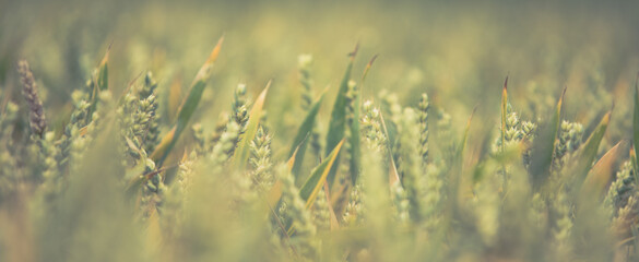 Meadow bokeh photo - natural background
