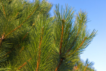 Green pine branchs against the blue sky