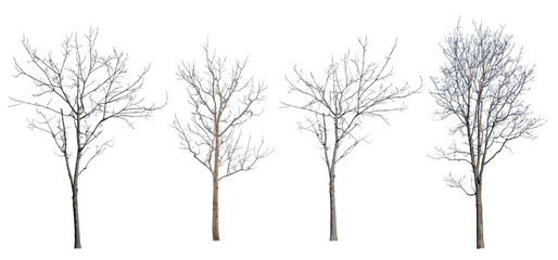 Fototapeta na wymiar winter four trees with bare branches